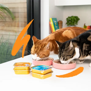 Edgard & Cooper Katze Paté Lachs & Huhn mit Cranberrys