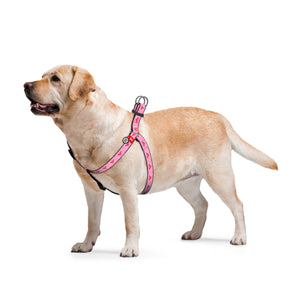 Hundegeschirr Collar WAUDOG Nylon "Wonder Wooman 1" mit QR-Pass