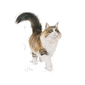 Royal Canin INSTINCTIVE in Gelee