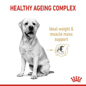Royal Canin LABRADOR RETRIEVER ADULT 5+